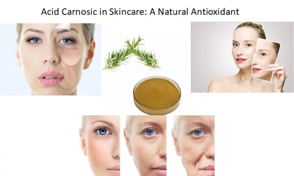 Acid Carnosic in Skincare: A Natural Antioxidant
